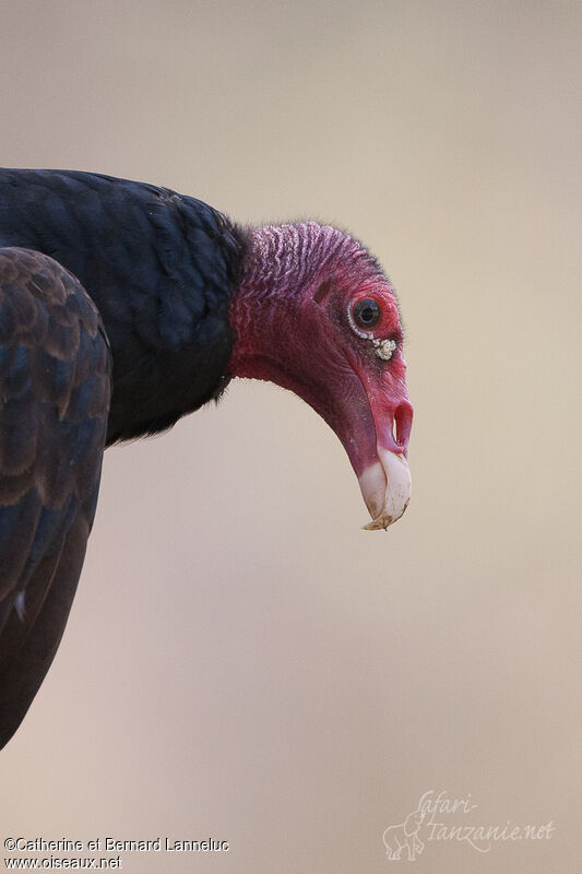 Urubu à tête rougeadulte, portrait