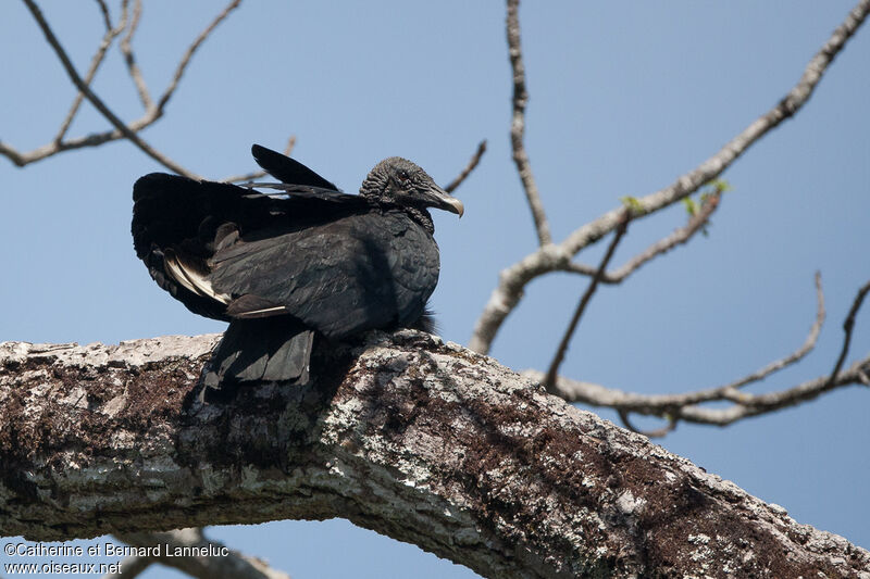 Black Vultureadult, identification