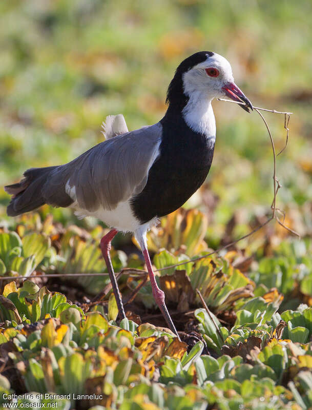 Long-toed Lapwingadult, Reproduction-nesting