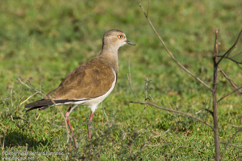 Vanneau à ailes noiresadulte, identification