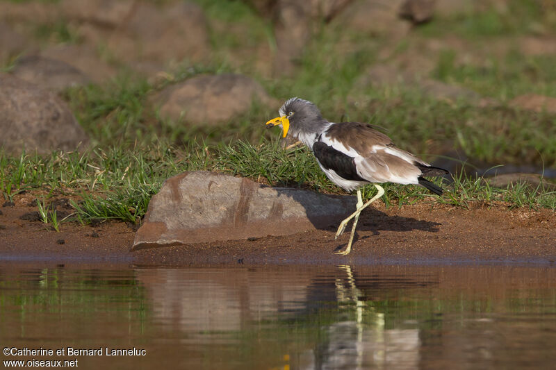 White-crowned Lapwingadult, habitat, walking