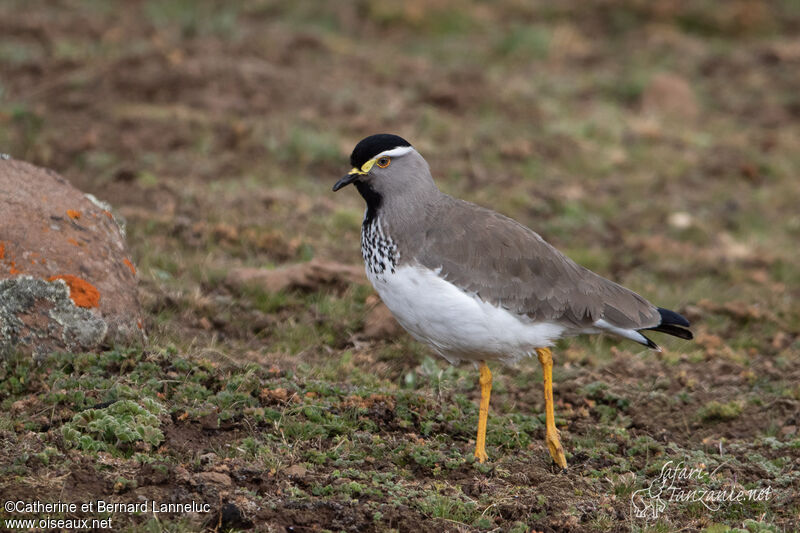 Vanneau d'Abyssinieadulte, identification