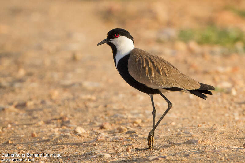 Spur-winged Lapwingadult, identification