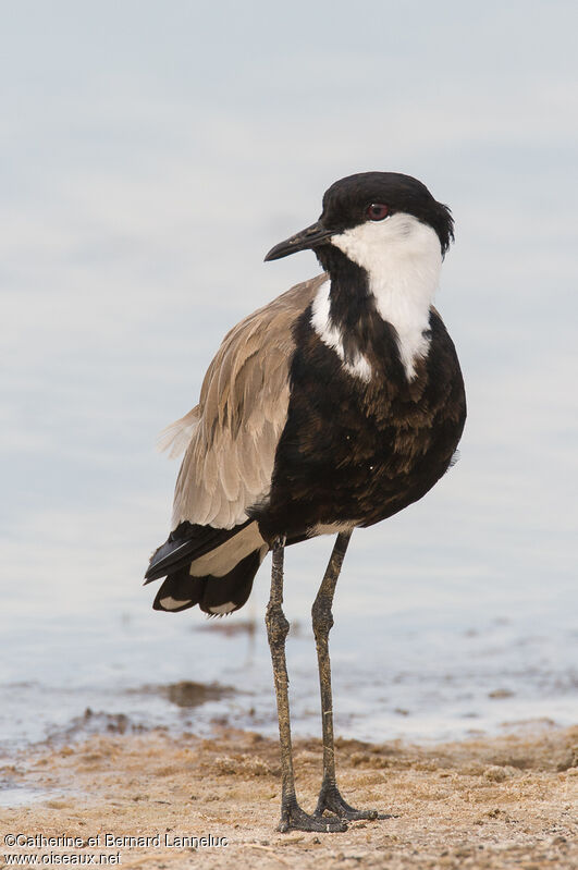 Vanneau éperonnéimmature, identification