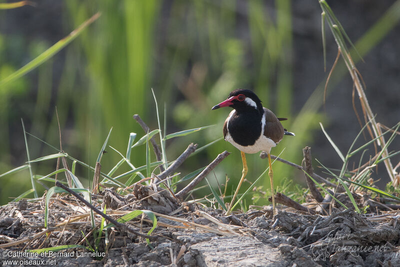 Red-wattled Lapwingadult