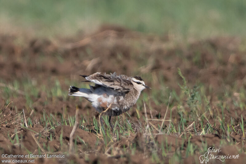 Sociable Lapwingadult breeding, aspect