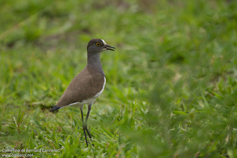 Senegal Lapwingadult, Behaviour