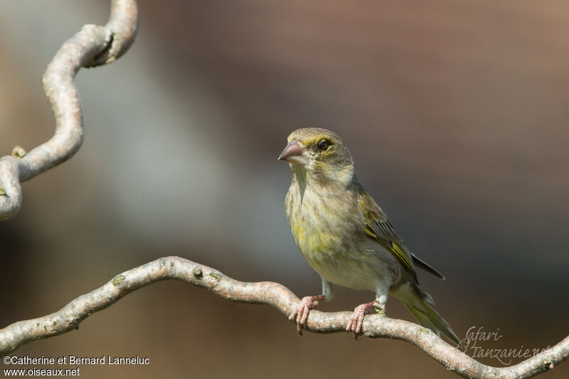 European Greenfinch female adult