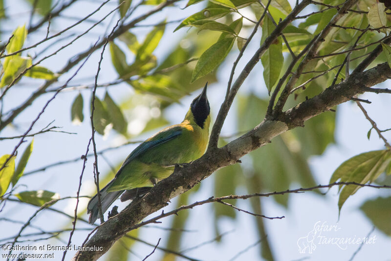 Blue-winged Leafbird male adult