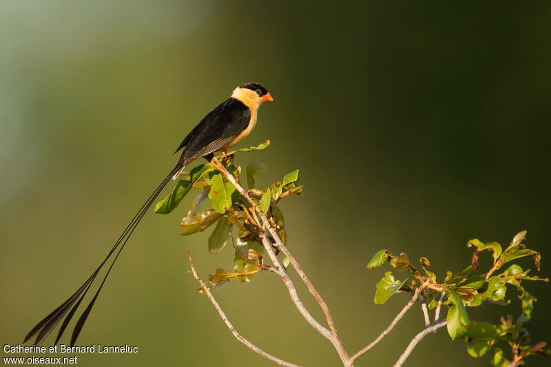 Shaft-tailed Whydah male adult breeding, identification