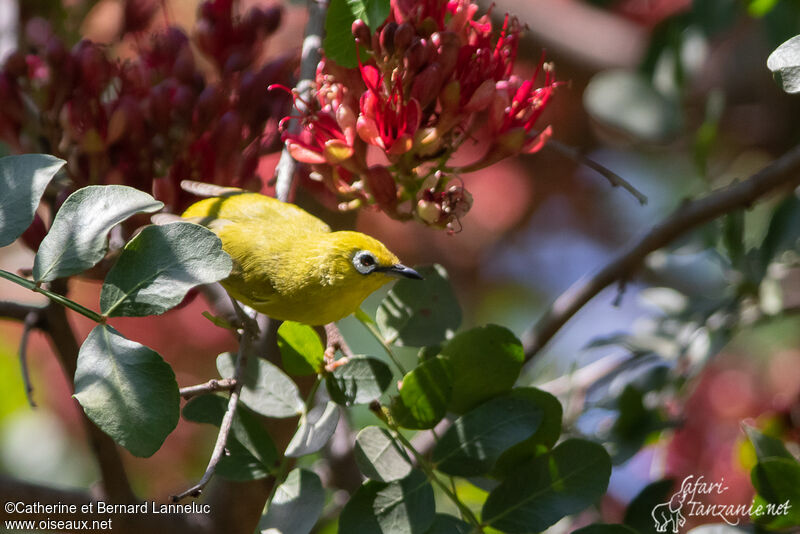 Southern Yellow White-eyeadult