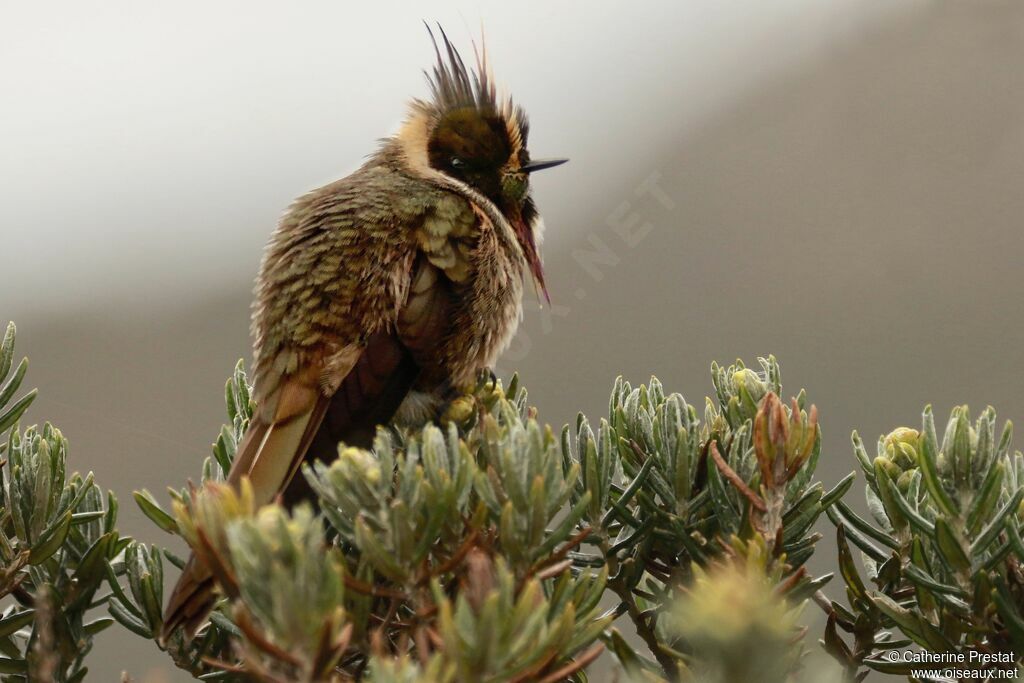 Colibri de Stübel