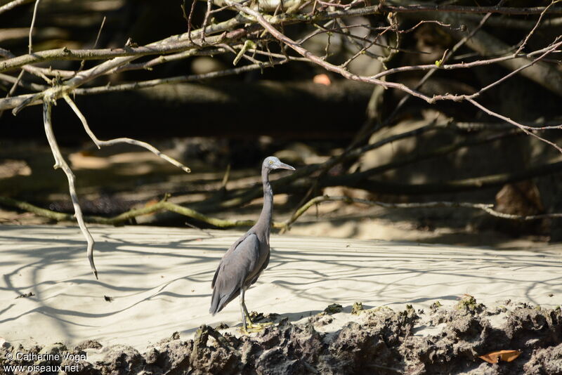 Aigrette sacrée