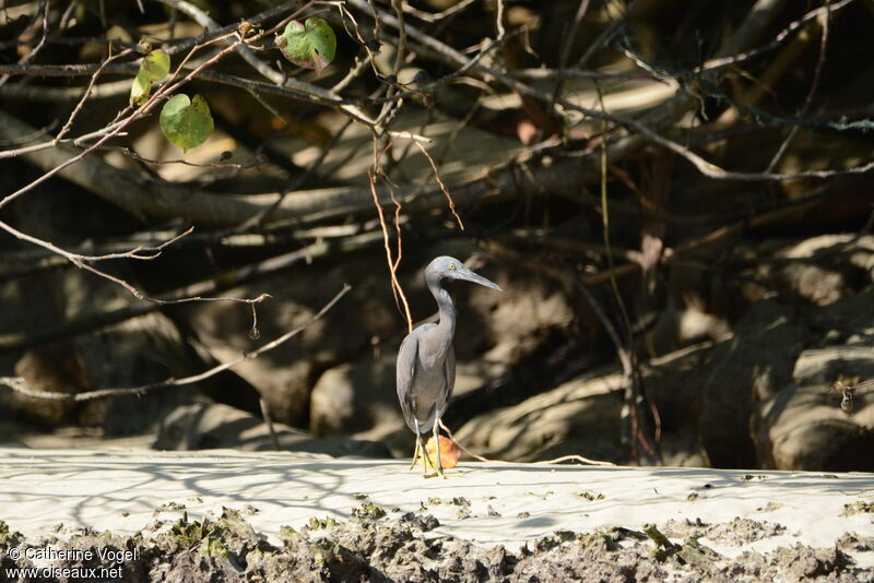 Aigrette sacrée