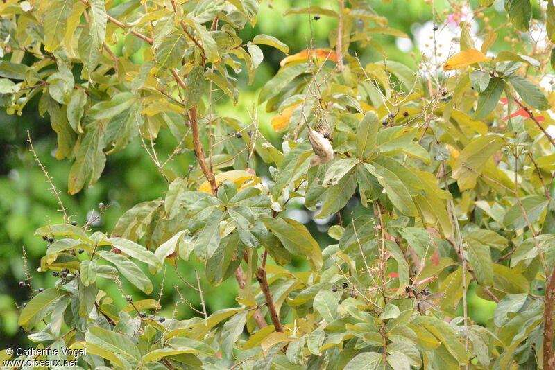 Bulbul aux yeux rouges