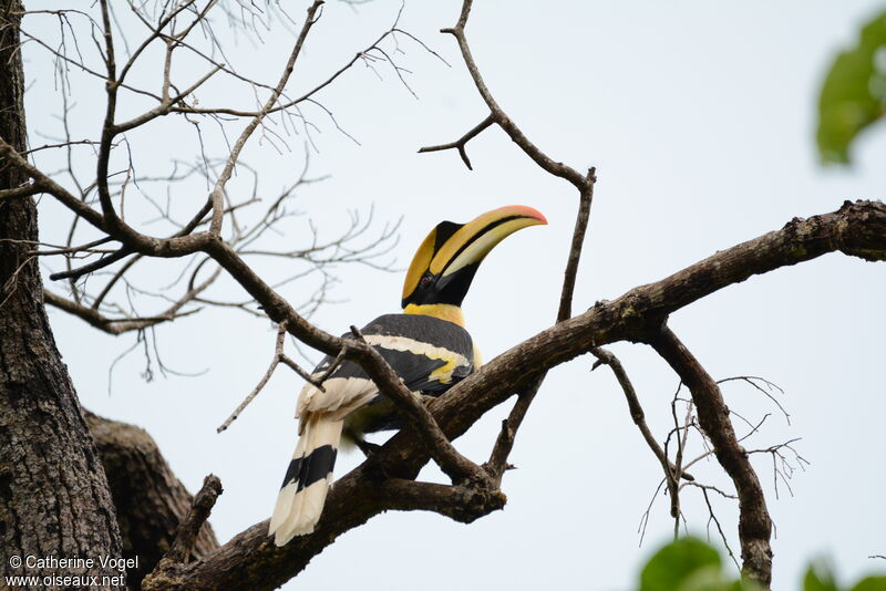 Great Hornbill male