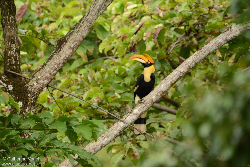 Great Hornbill female