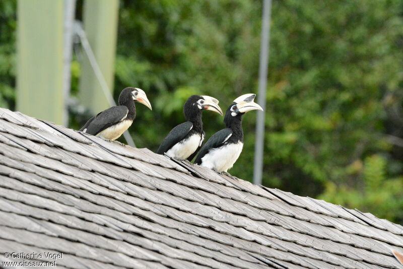 Oriental Pied Hornbill