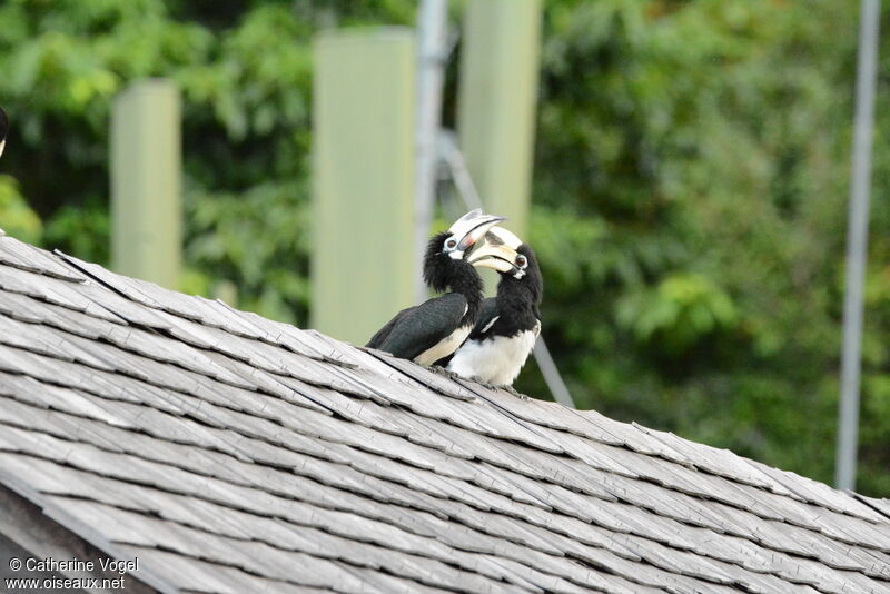 Oriental Pied Hornbilladult