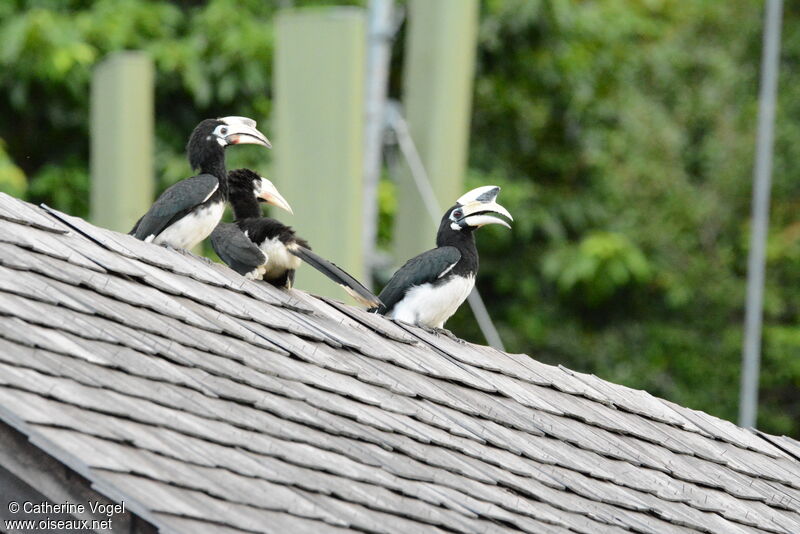 Oriental Pied Hornbill