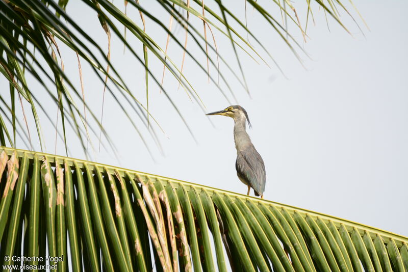 Striated Heron