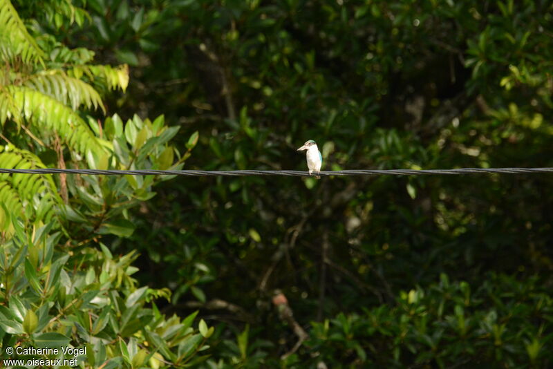 Collared Kingfisher