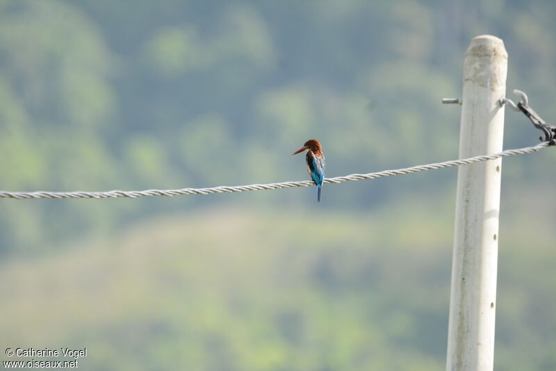 White-throated Kingfisher