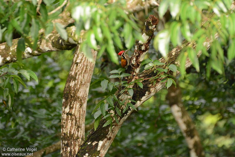 Greater Flameback male, eats