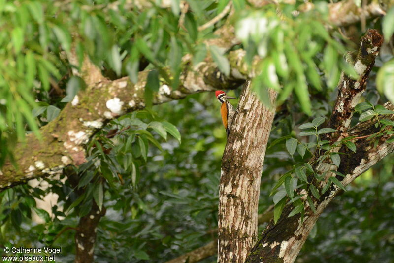 Pic à dos cramoisi mâle, mange