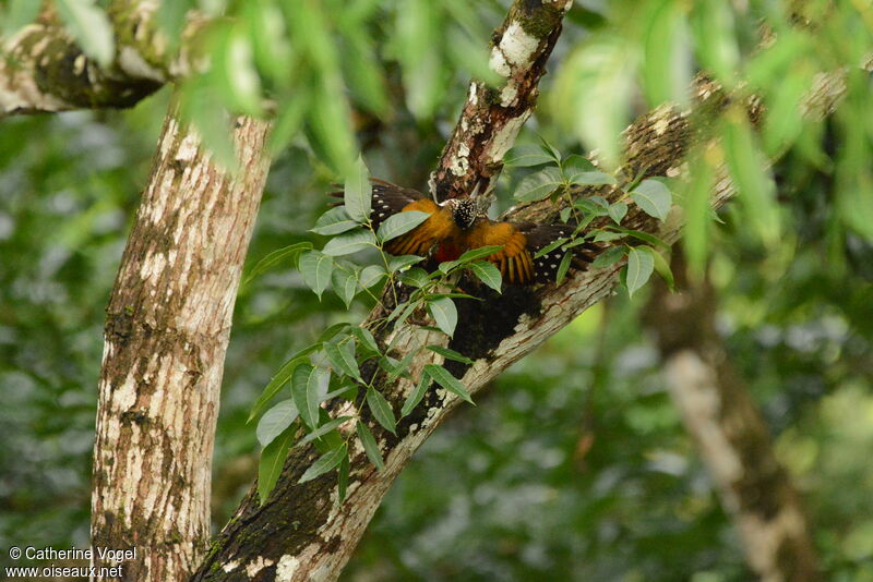 Greater Flameback female