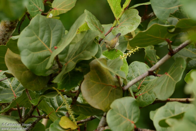 Crimson Sunbirdjuvenile