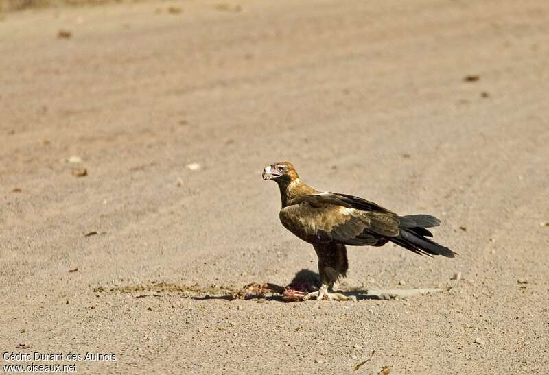 Aigle d'Australieimmature, pigmentation, mange