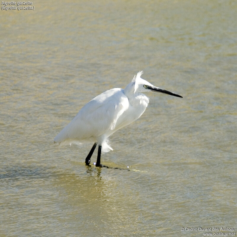 Aigrette garzette