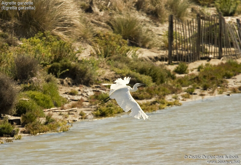 Little Egret