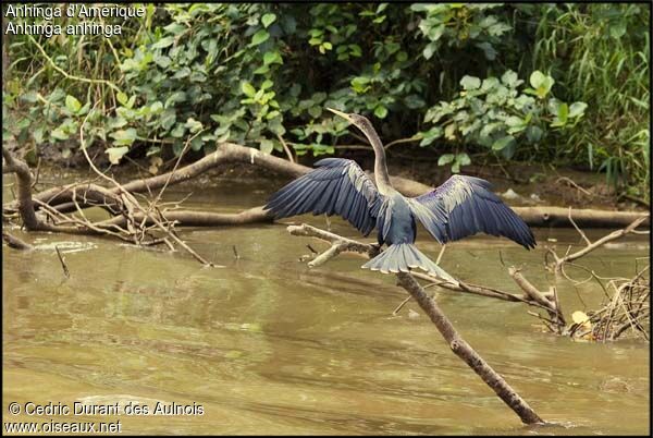 Anhinga