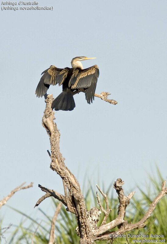 Australasian Darter