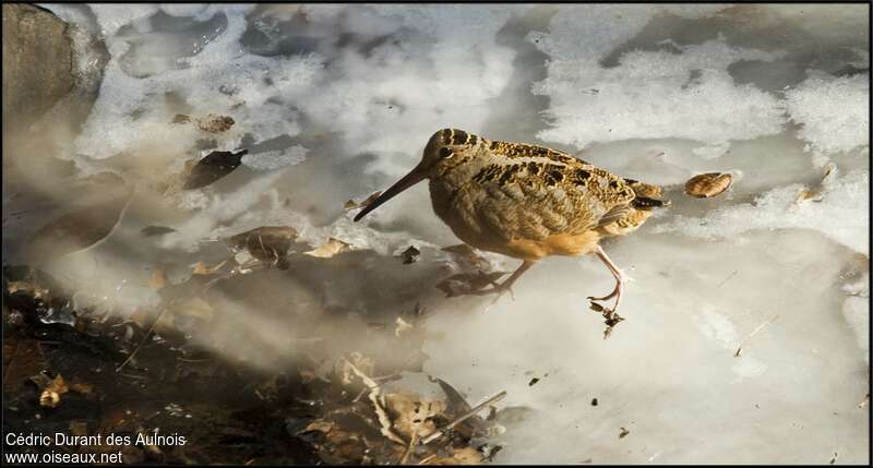 Bécasse d'Amériqueadulte, identification