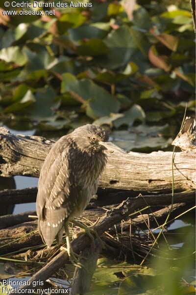 Black-crowned Night Heronjuvenile