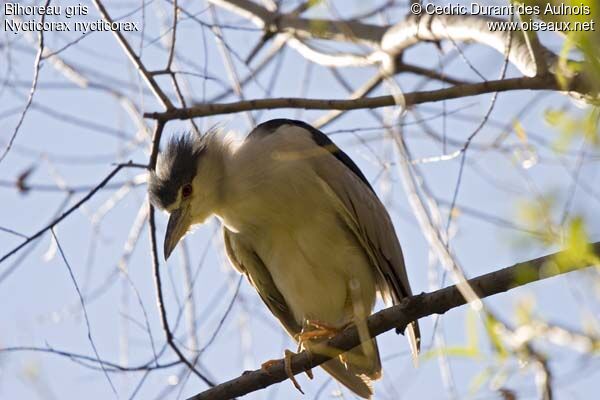 Black-crowned Night Heronadult