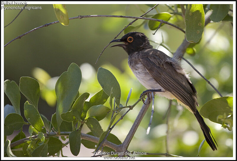 African Red-eyed Bulbul