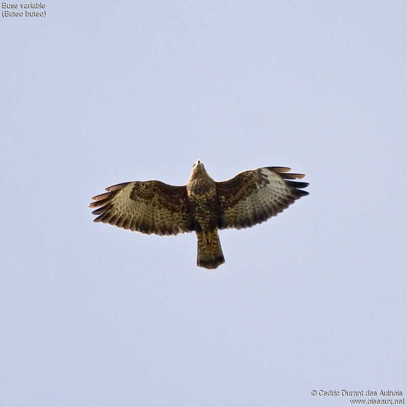 Buse variable