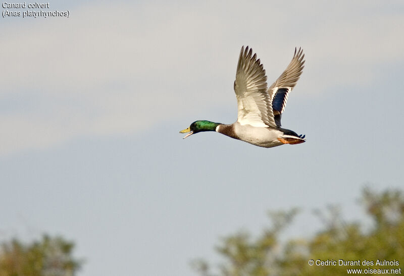 Mallard male