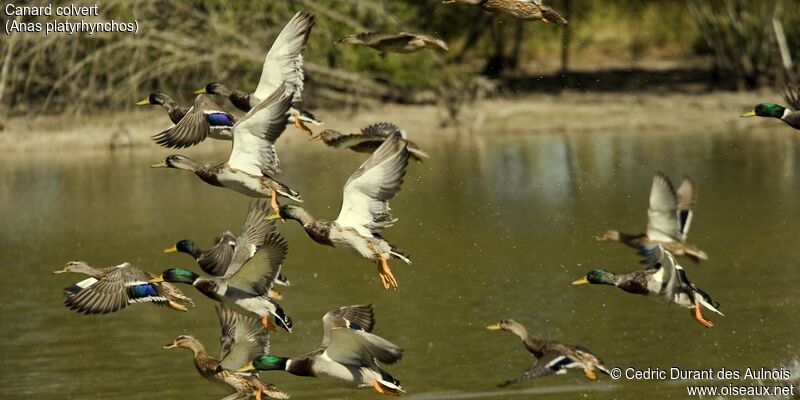 Mallard