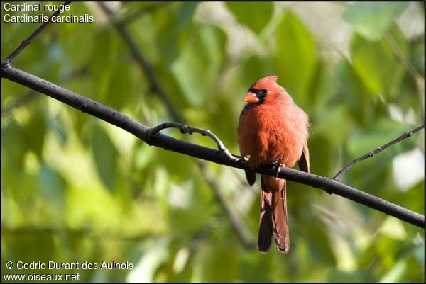 Cardinal rouge