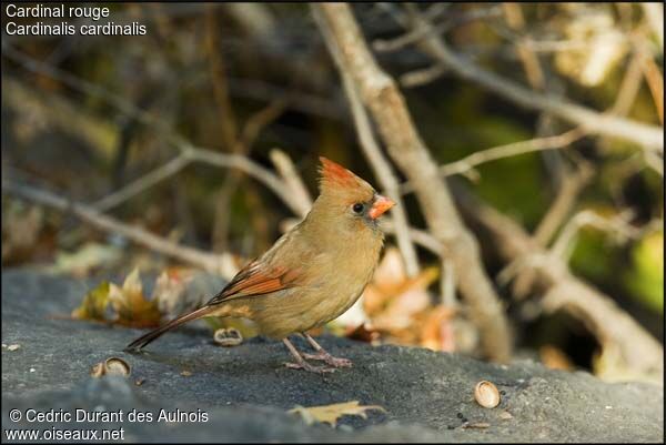 Cardinal rouge femelle