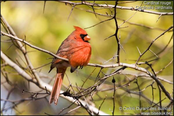 Northern Cardinal