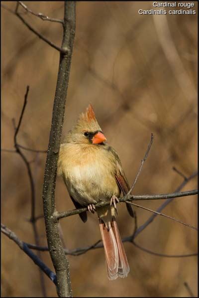 Cardinal rouge