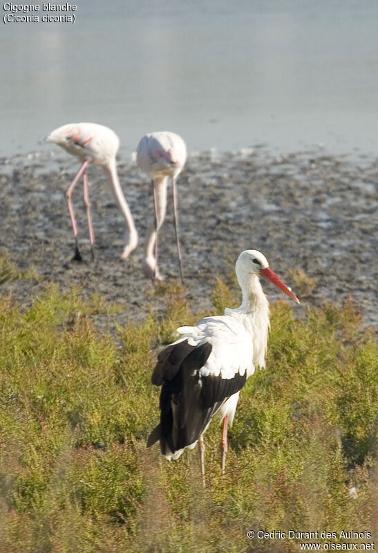 White Stork