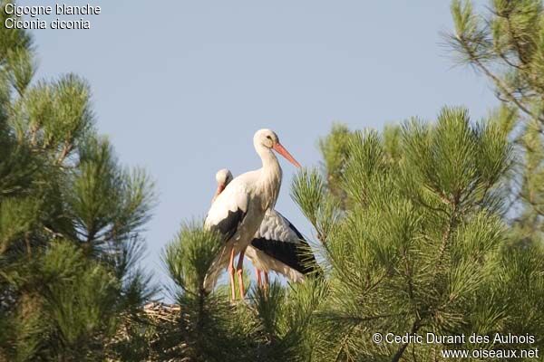 Cigogne blanche