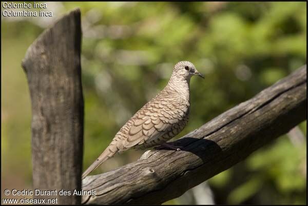 Inca Dove